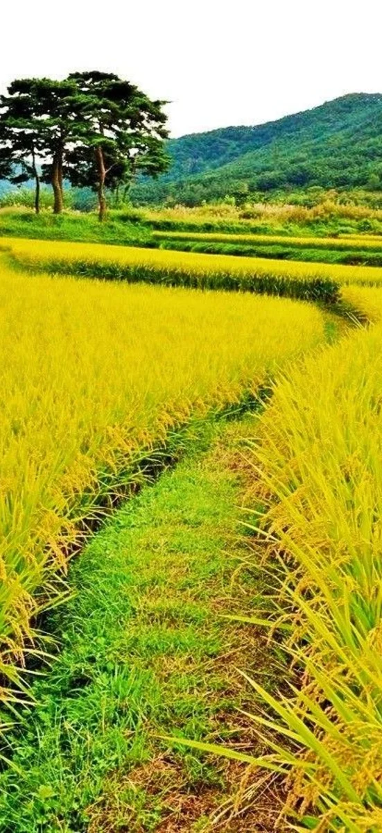 Cánh đồng và làng quê yên bình 7