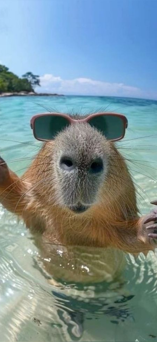 Hinh-capybara-hai-huoc