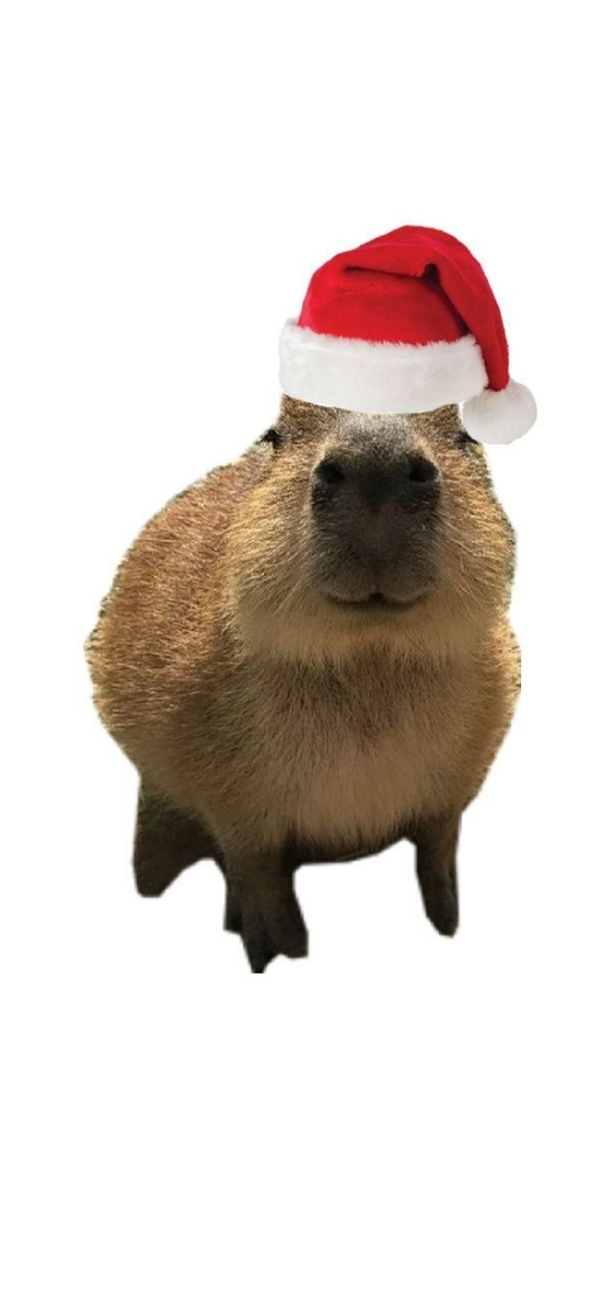 Hinh-capybara-tinh-tam (9)