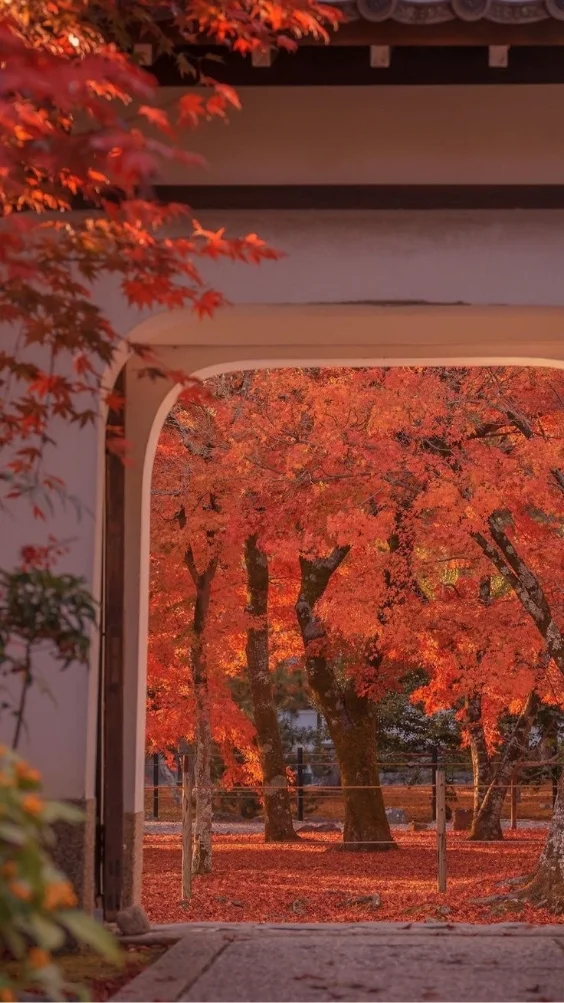 Hinh-duong-pho-chill (16)