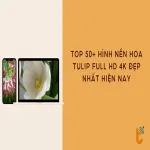 Top 50+ hình nền hoa tulip full HD 4K đẹp nhất hiện nay
