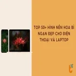 Top 50+ hình nền hoa bỉ ngạn đẹp cho điện thoại và laptop