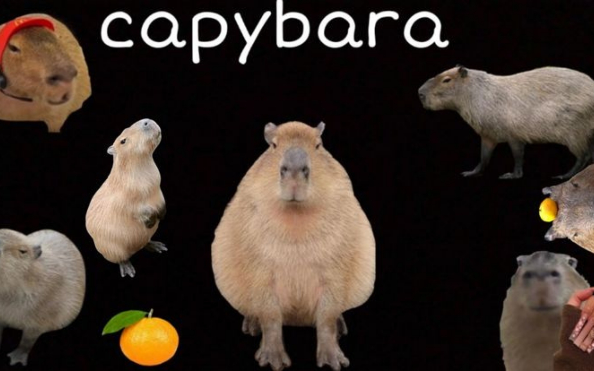 hinh-nen-capybara-vo-tri-cho-may-tinh (2)