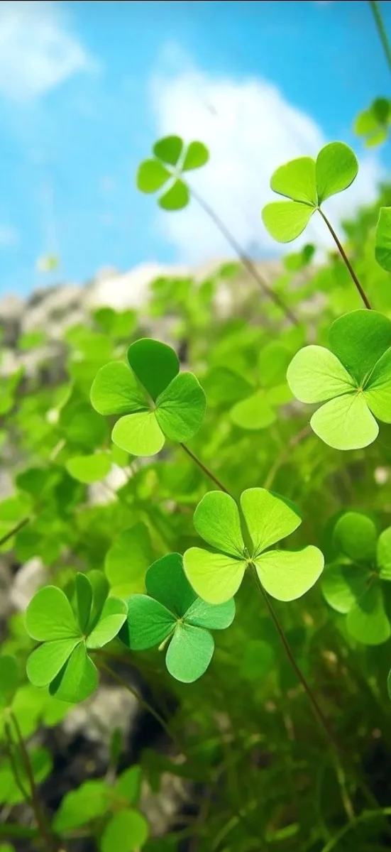 hinh-nen-co-4-la-fullhd-4k-14