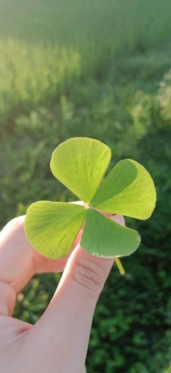 hinh-nen-co-4-la-may-man-18