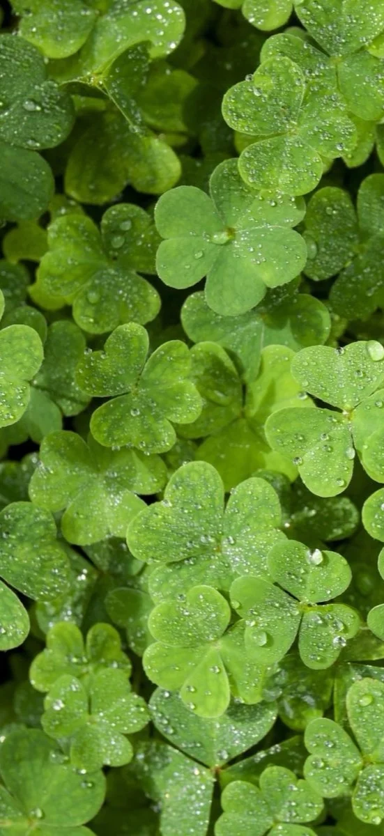 hinh-nen-co-4-la-may-man-19