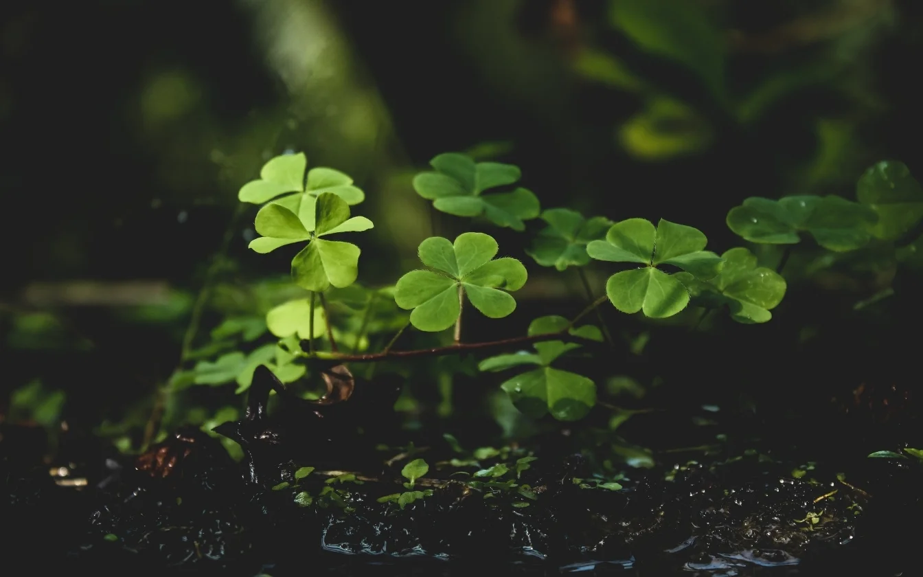 hinh-nen-co-may-man-hoc-tap-2