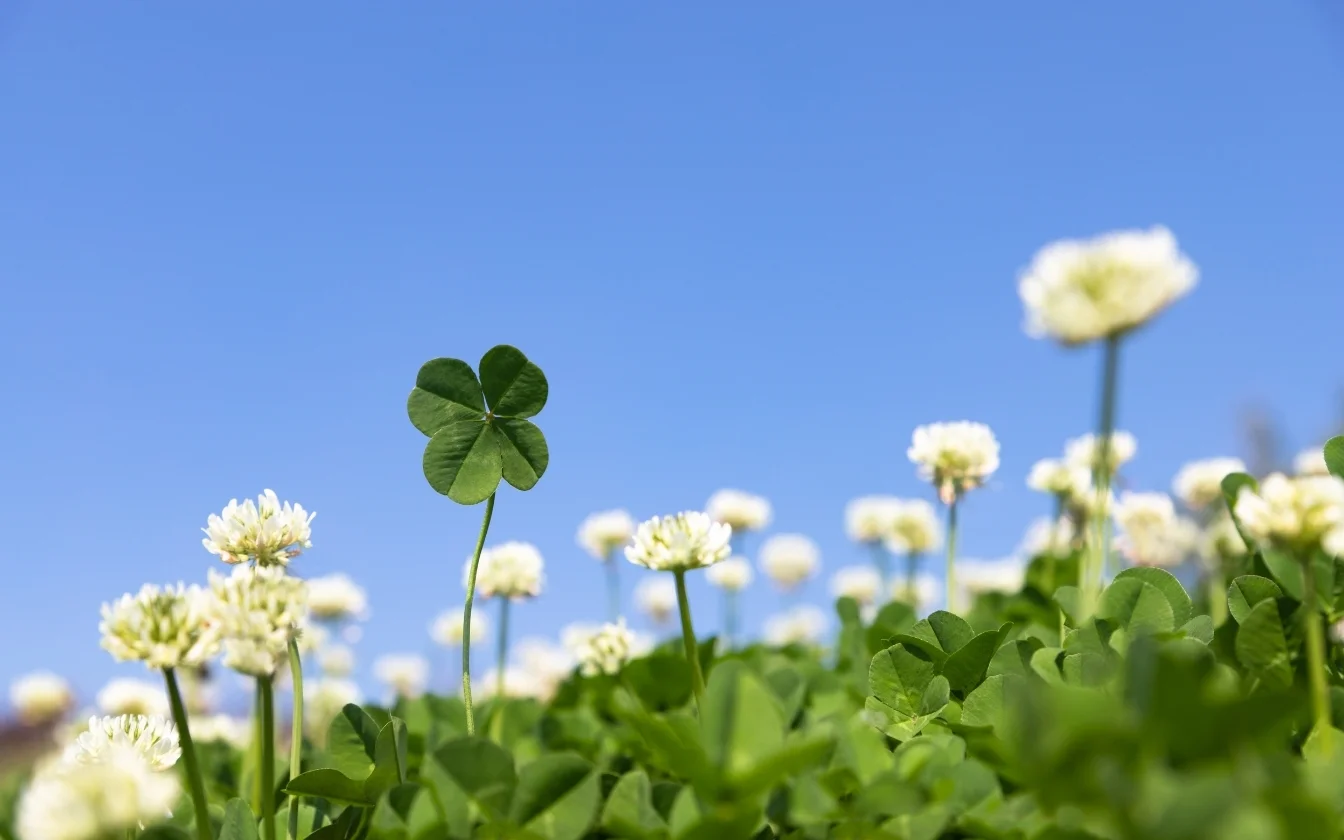 hinh-nen-co-may-man-hoc-tap-4