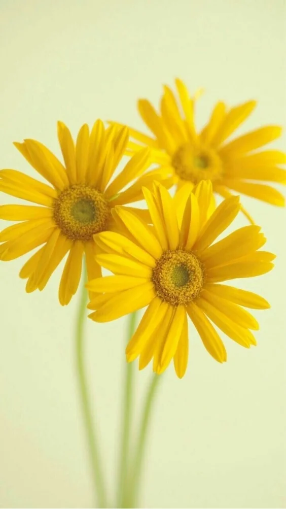 hinh-nen-cuc-tana-vang (10)