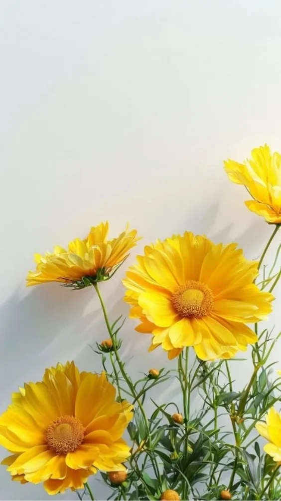 hinh-nen-cuc-tana-vang (12)