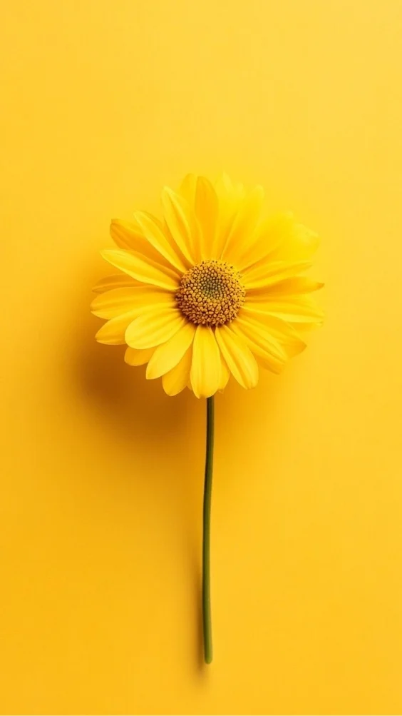 hinh-nen-cuc-tana-vang (15)