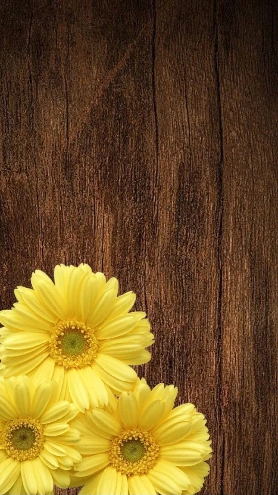 hinh-nen-cuc-tana-vang (18)