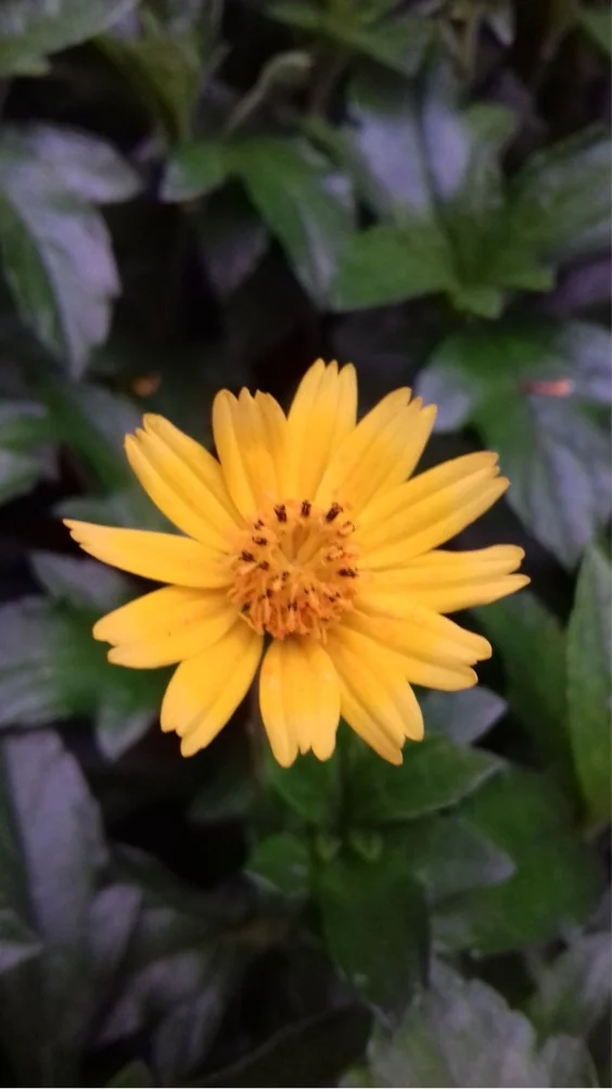 hinh-nen-cuc-tana-vang (24)