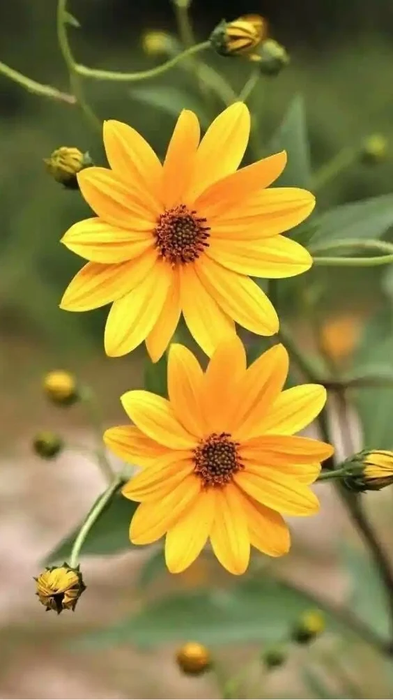 hinh-nen-cuc-tana-vang (25)