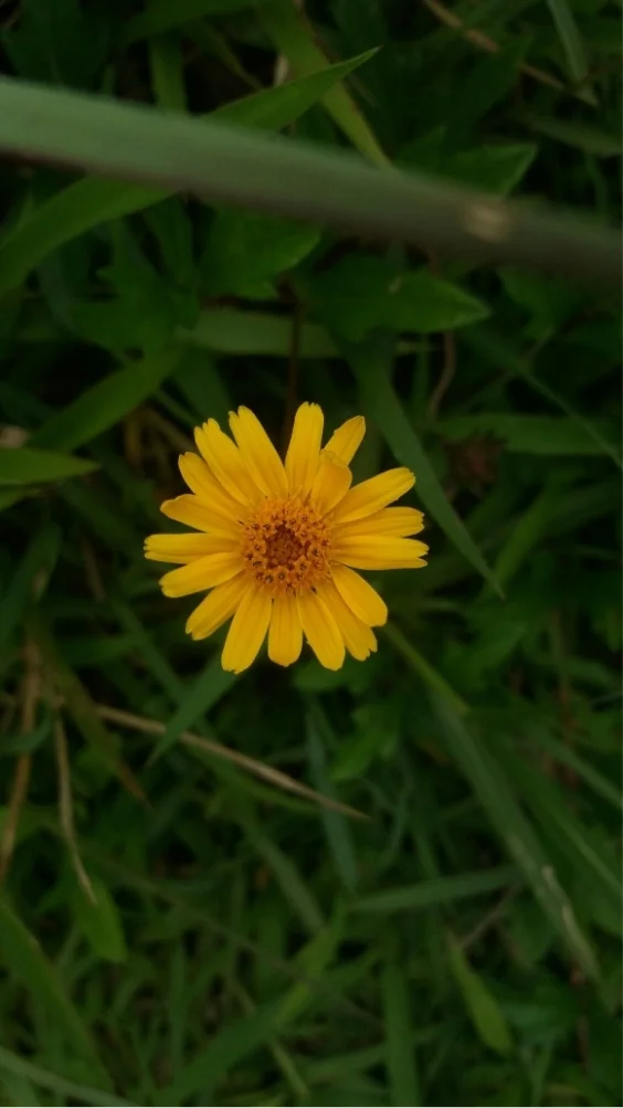 hinh-nen-cuc-tana-vang (26)