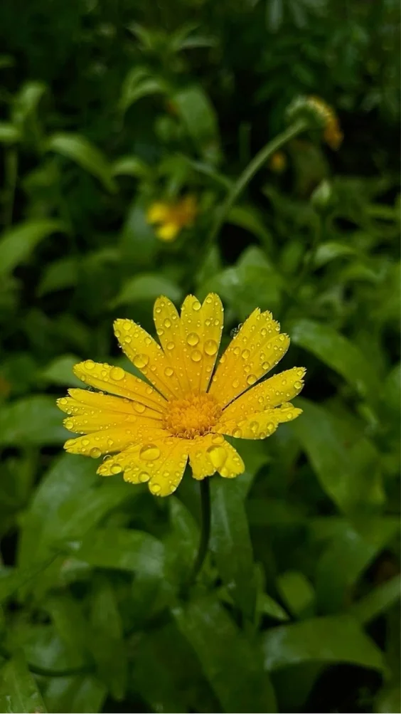 hinh-nen-cuc-tana-vang (27)