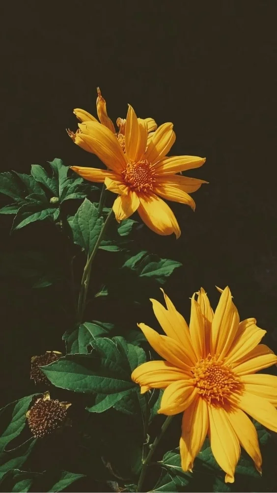 hinh-nen-cuc-tana-vang (28)