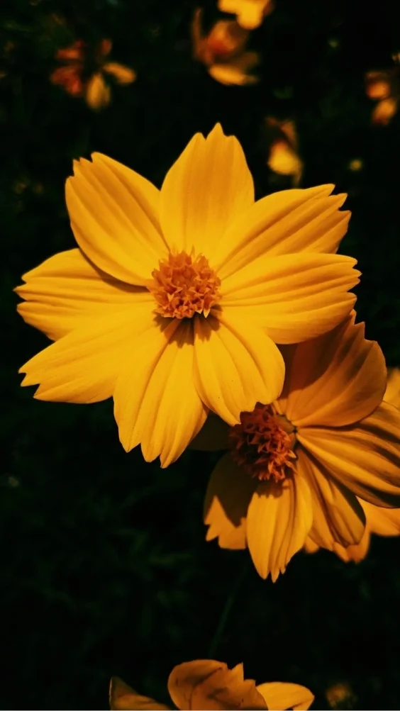 hinh-nen-cuc-tana-vang (29)