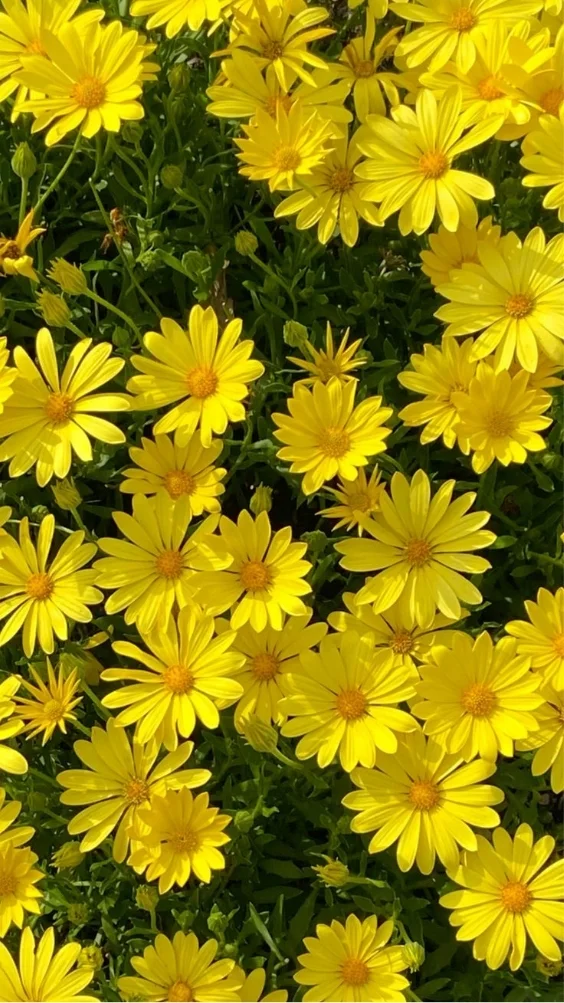 hinh-nen-cuc-tana-vang (3)