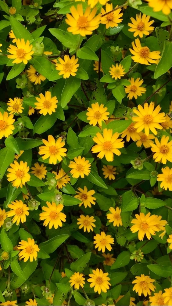 hinh-nen-cuc-tana-vang (4)