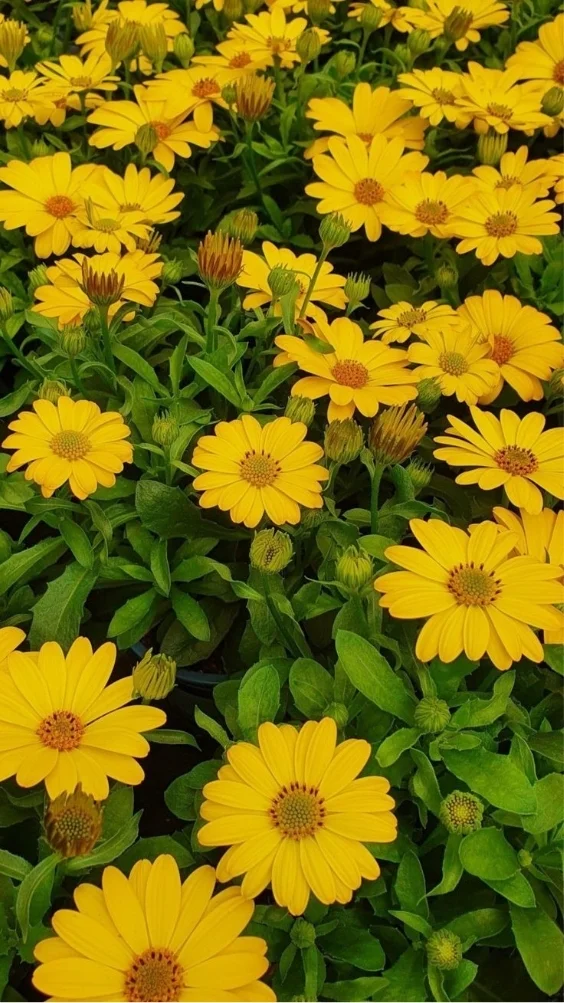 hinh-nen-cuc-tana-vang (5)