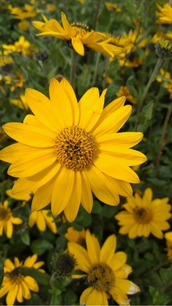 hinh-nen-cuc-tana-vang (6)