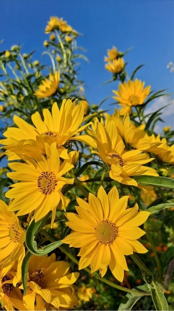 hinh-nen-cuc-tana-vang (7)