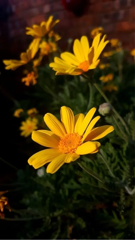 hinh-nen-cuc-tana-vang (8)