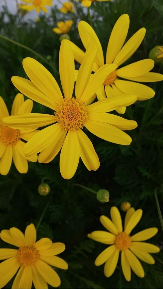 hinh-nen-cuc-tana-vang (9)