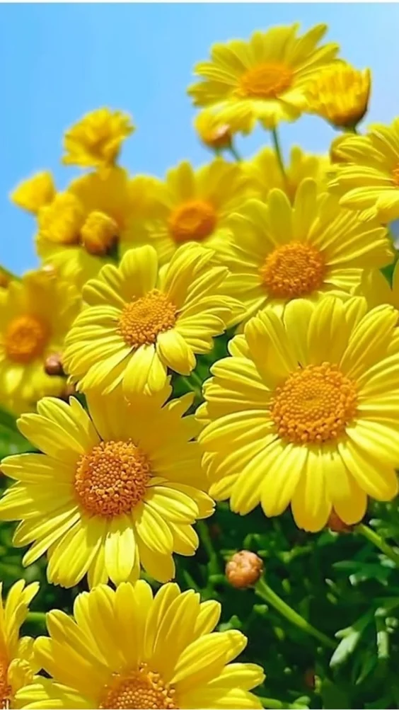 hinh-nen-cuc-tana-vang