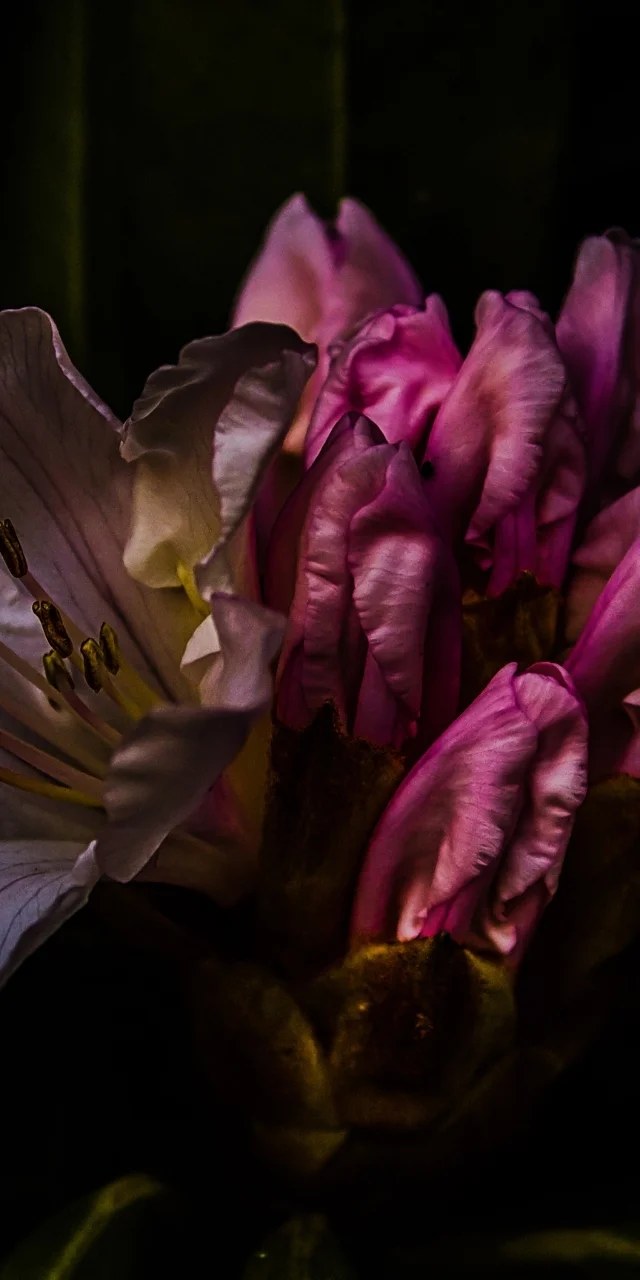 hinh-nen-dien-thoai-ngau-dark-mode-7