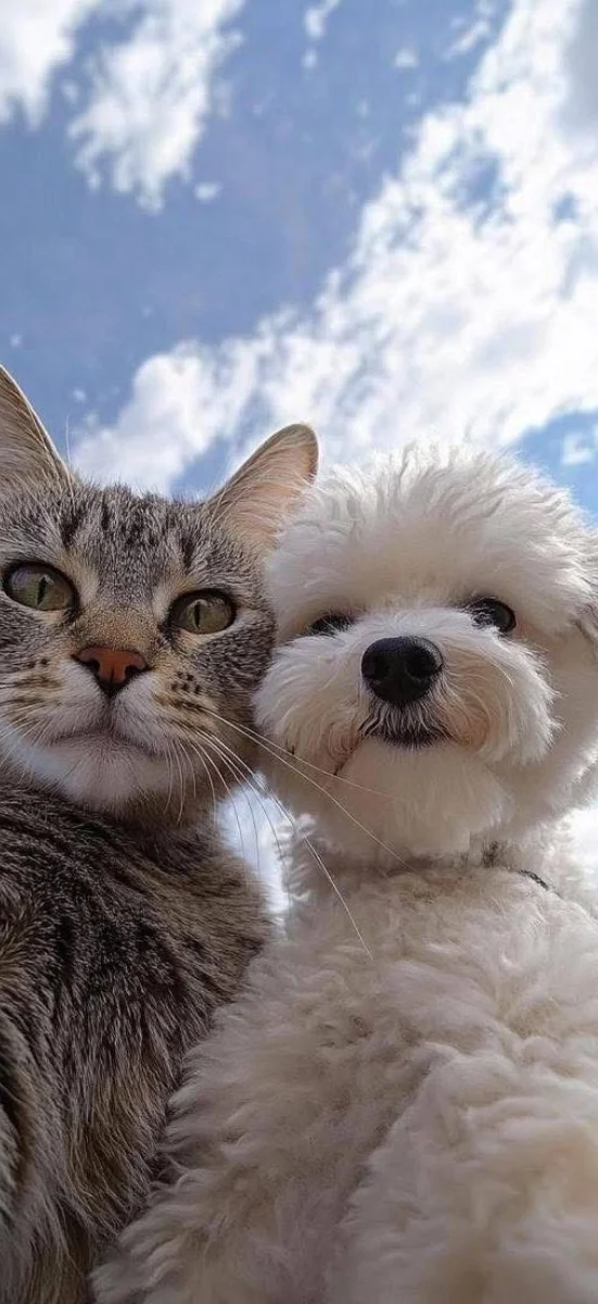 hinh-nen-dong-vat-hai-huoc-10