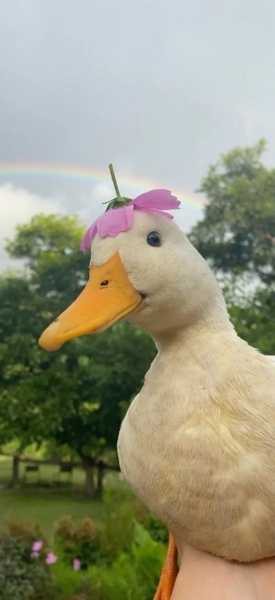 hinh-nen-dong-vat-hai-huoc-2