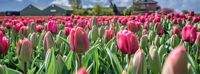 hinh-nen-facebook-thien-nhien-1