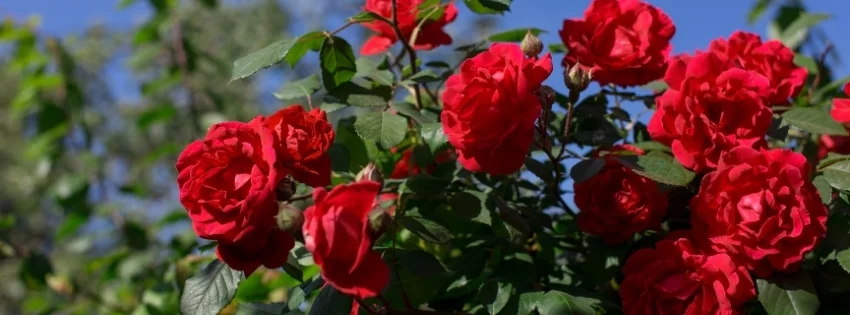 hinh-nen-facebook-thien-nhien-11