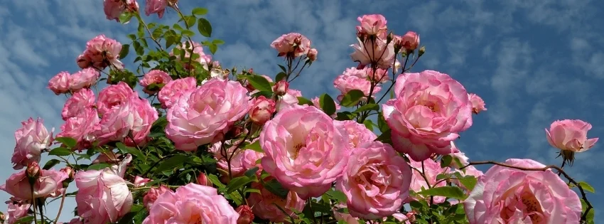 hinh-nen-facebook-thien-nhien-12