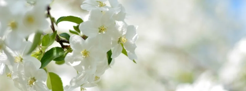 hinh-nen-facebook-thien-nhien-14