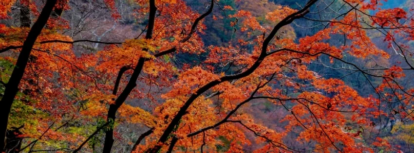 hinh-nen-facebook-thien-nhien-4