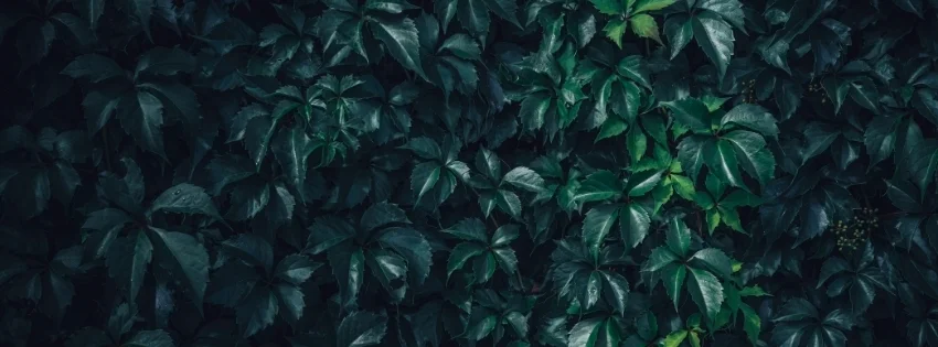 hinh-nen-facebook-thien-nhien-5