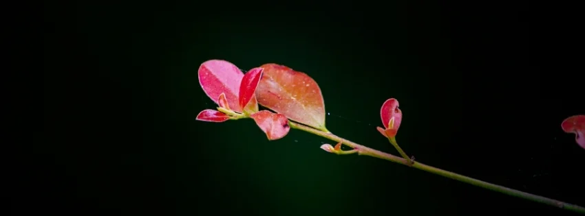 hinh-nen-facebook-thien-nhien-6