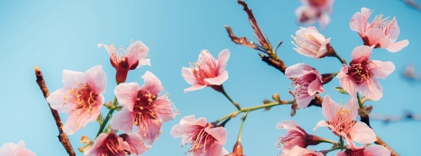 hinh-nen-facebook-thien-nhien-7