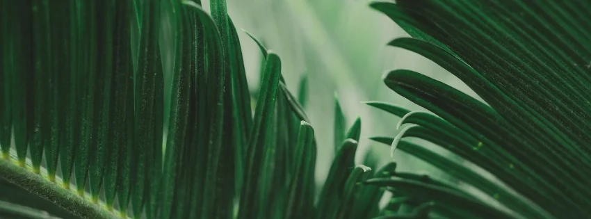 hinh-nen-facebook-thien-nhien-8