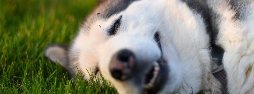 hinh-nen-facebook-vui-nhon- 32