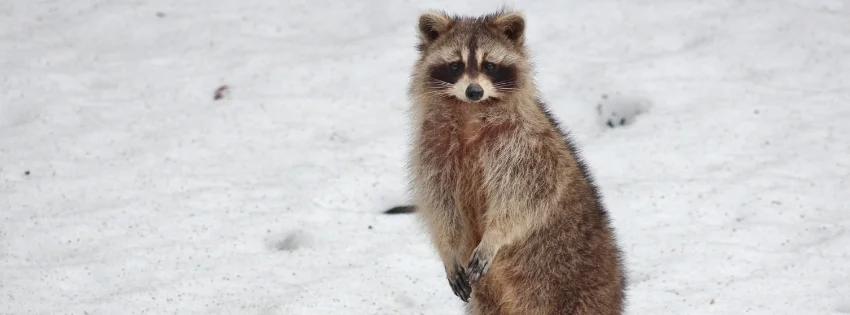 hinh-nen-facebook-vui-nhon- 36