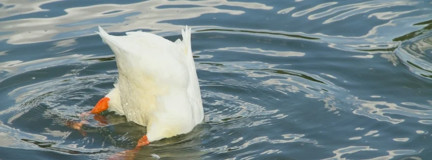 hinh-nen-facebook-vui-nhon- 37