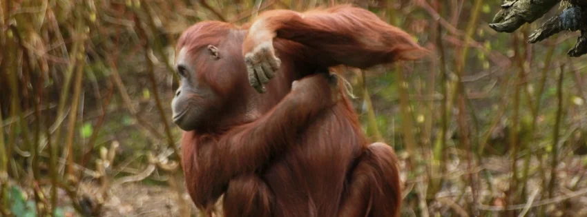 hinh-nen-facebook-vui-nhon- 38