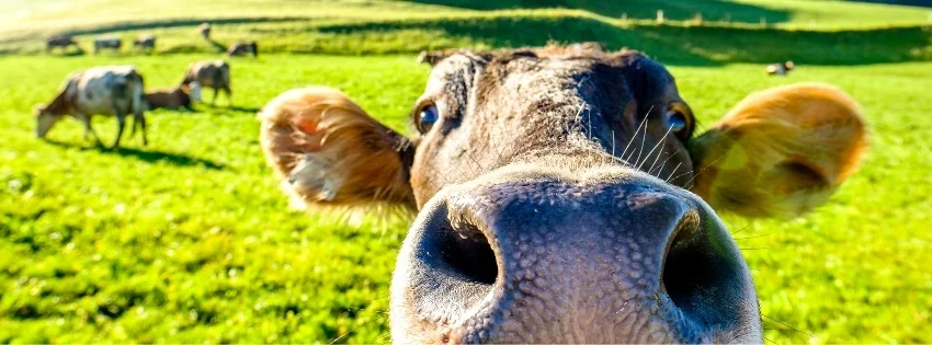 hinh-nen-facebook-vui-nhon- 39