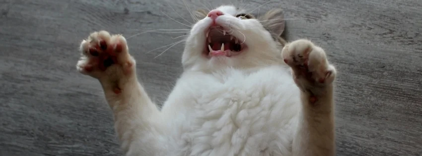 hinh-nen-facebook-vui-nhon- 40