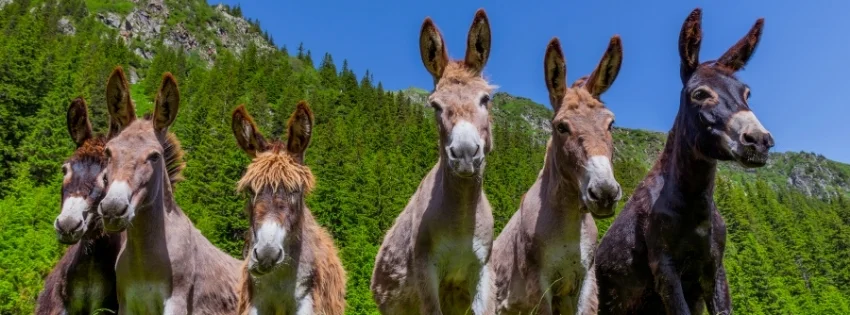 hinh-nen-facebook-vui-nhon- 41