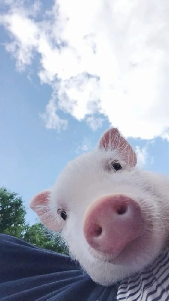 Hinh-nen-hai-huoc (6)